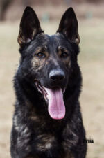 Yzerah - BH,IPO3,HD+Ed 0/0