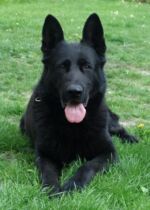 Vrisco Niox - granfather Esso's.Excellent breed male!