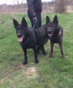 Wena's at mating very big female with a strong head!