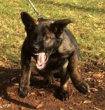 Evita - when she was a puppy - was very excellent at bite!