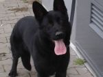 MOTHER EVITA'S - FERA Z KRALICKE TISKARNY - 1st. breeding class, very big and strong female!