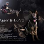 Arny very excellent sable male - passes on to his descendants of excellent character!!!