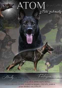 ATOM - father puppies