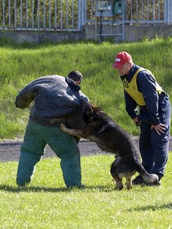 FATHER FANTAGIRA- POLICE DOG HRONEK z POHRANICNI STRAZE - upon intervention!!