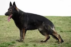 MOODY Z JIRKOVA DVORA - father of Atom