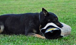 Bolle Ja Na Ka- in the II generation of the pedigree !!