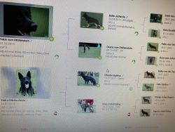 IVAN - PEDIGREE