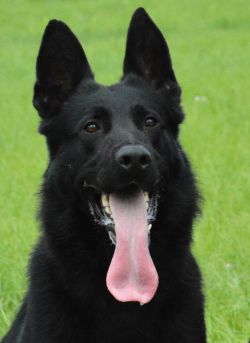 IVAN z Didcina dvora -BH,IPO3 excellent solid black male