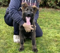 Gama very big dark sable female