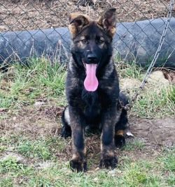 GAMA - it colors beautifully - dark sable