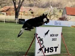 Logan -obedience to mastery Czech republic