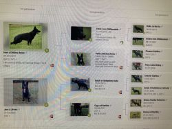 Gery - pedigree very big and strong - father and mother!!