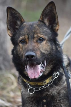 Arny Ji-La-Vo - father of Vox- BH, IGP 3, ZVV 2, show excellent