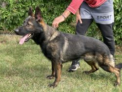 VOX - VERY BIG AND STRONG MALE,VERY DARK PIGMENT