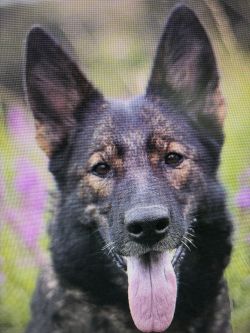 Megera Aites Bohemia - mother Signa'l