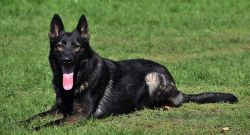 Father Signal- Renno Japedo