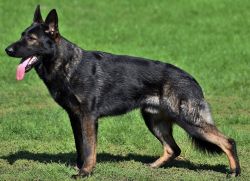 Father Signal - Renno Japedo!