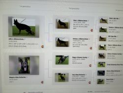 Signal - pedigree top working